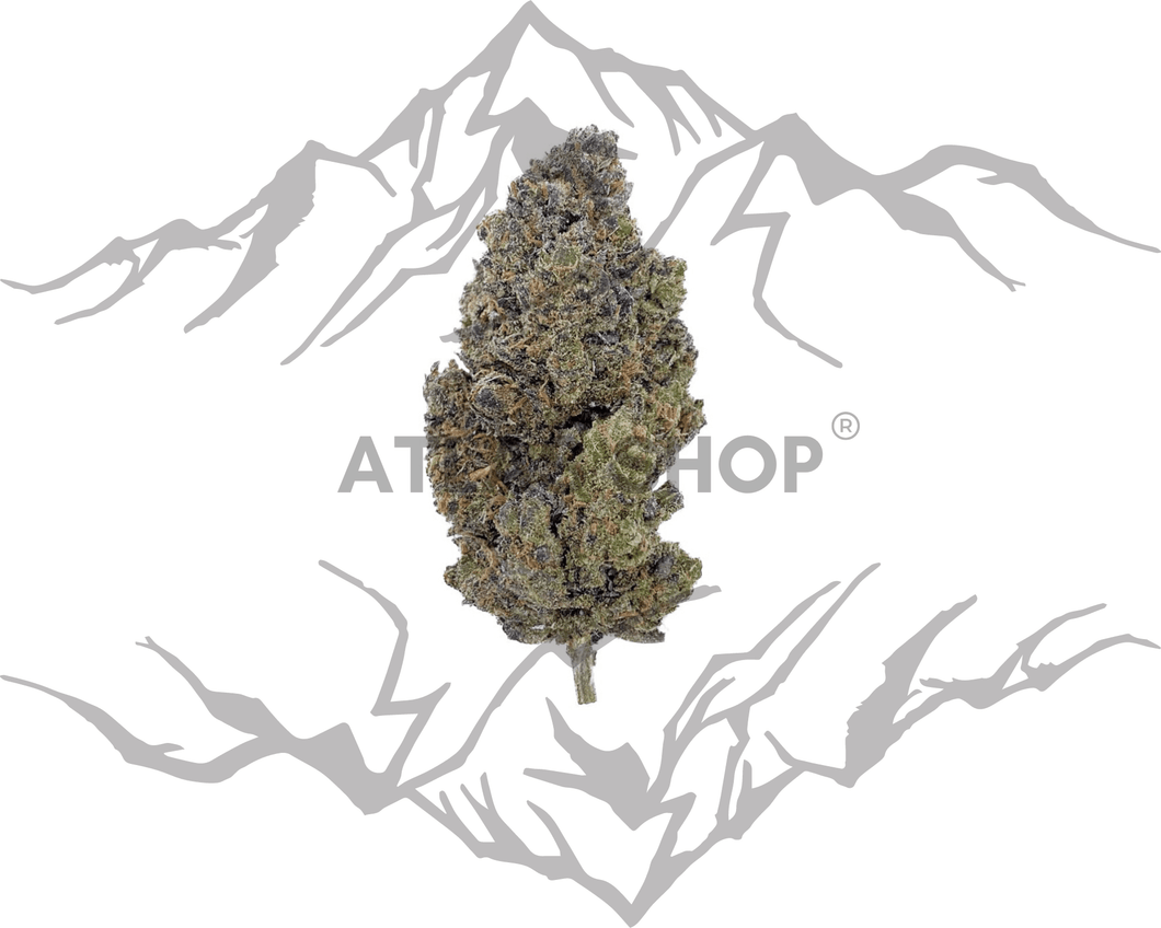 Harlequin Indoor 25% 💥NOUVEAUTÉ Septembre 2024 💥