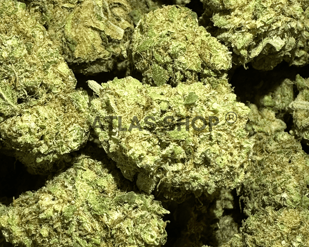 Jack Herer 💥 NOUVEAUTÉ 💥