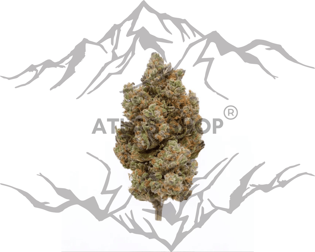 Blueberry Kush INDOOR 23% 🤯 💥NOUVEAUTÉ Novembre 2024 💥