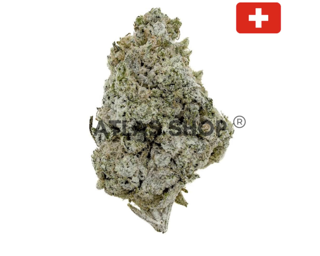 Charlotte’s Angel Crystal 🦈🌊💨