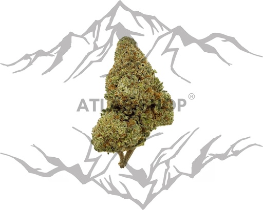 Forbidden Fruits 🍇💨